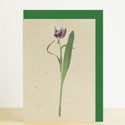 Tarjeta tulipán morado A6