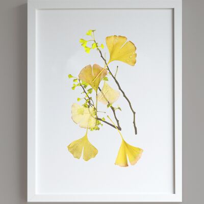 Stampa A3 collage Ginkgo
