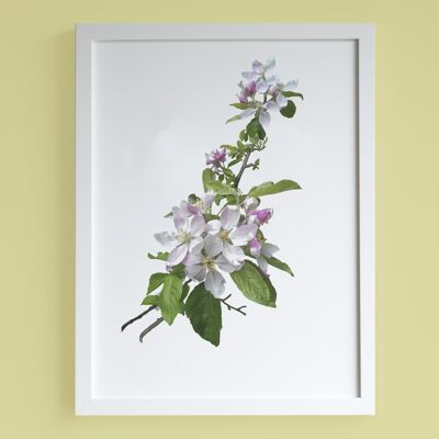 Impresión A4 de flor de cerezo