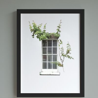 Window with ivy A4 print