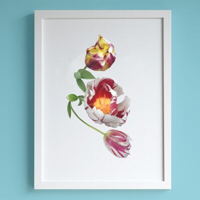 Red, white and yellow tulips A4 print