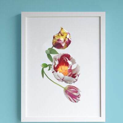 Impresión A4 de tulipanes rojos, blancos y amarillos