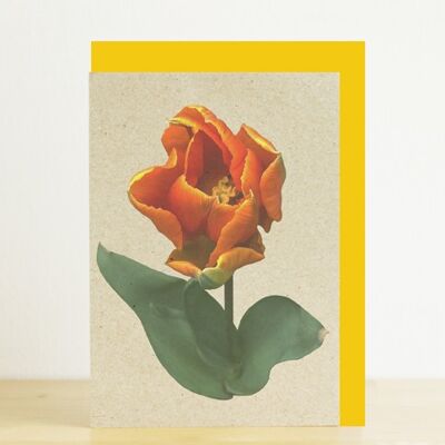 Tarjeta tulipán naranja A6