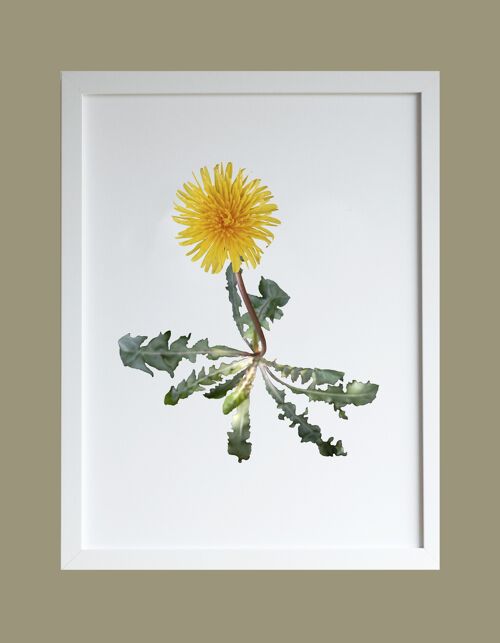 Dandelion A3 print