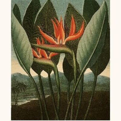 Paradiesvogel Blume - 40x50