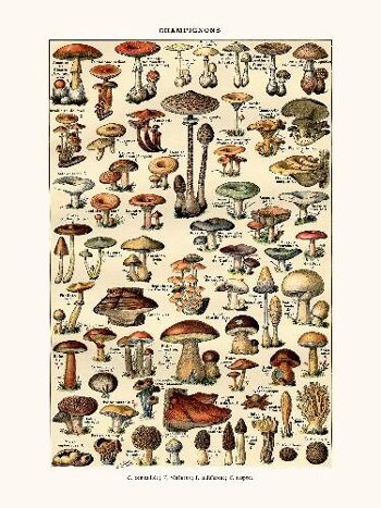 Champignons - 24x30