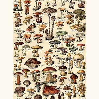Mushrooms - 30x40