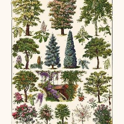 Árboles ornamentales - 40x50
