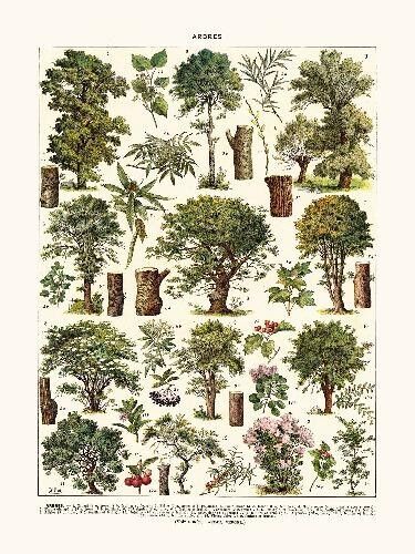 Linden Trees Poster...