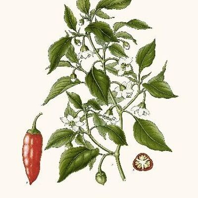 Peperoncino - 30x40