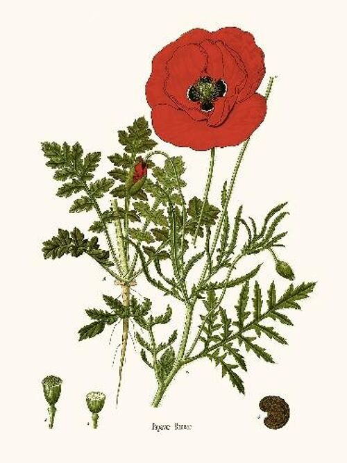 Coquelicot - 24x30