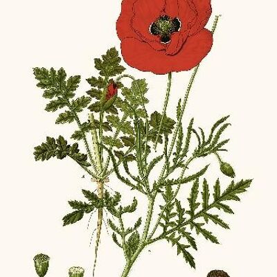 Mohn - 40x50