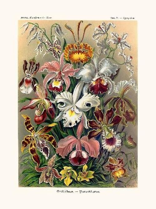 Orchideae - 40x50