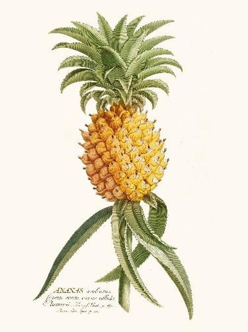 Ananas - 24x30