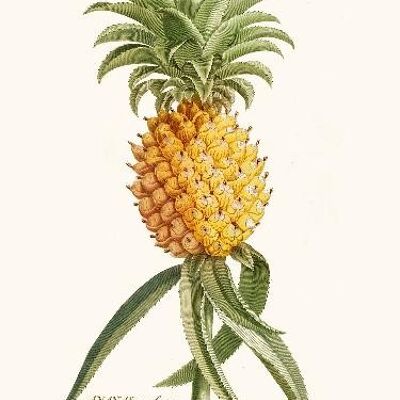 Pineapple - 24x30