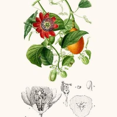 Passiflora - 30x40