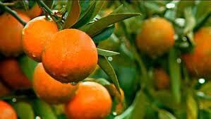 Mediterranean Radiance: Corsican Clementine Jam