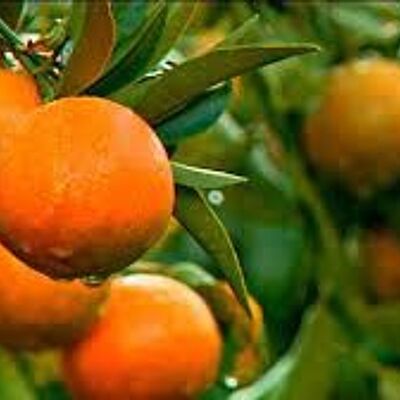 Radianza mediterranea: marmellata di clementine della Corsica