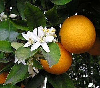 Douceur Contrariée : Confiture d'Orange Amère 3