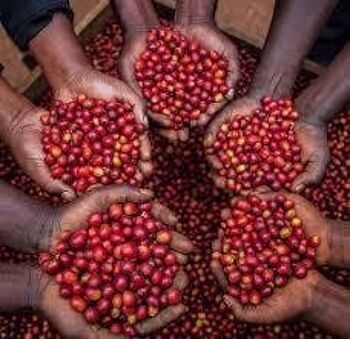 Ouganda Arabica Bugisu 227g 4