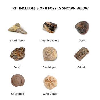 Kit d'extraction de fossiles 3