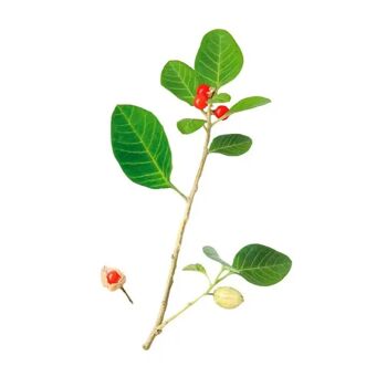 Poudre d'Ashwagandha BIO | Withania Somnifera Ginseng indien | Agriculture ECO | Espèces ayurvédiques d'Inde | samskara | 250g 3