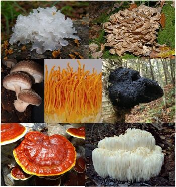 Mélange de champignons en poudre | BIO | 100gr (Reishi, Chaga, Shiitake, Maitake, Malena de León, Cordyceps militaris et champignon blanc) 11