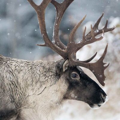 Poster - cervo invernale