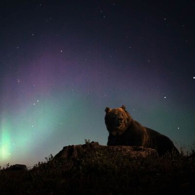 Pósters - oso y aurora boreal