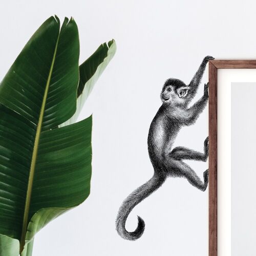 Monkey wall sticker - animal illustration - wall decoration
