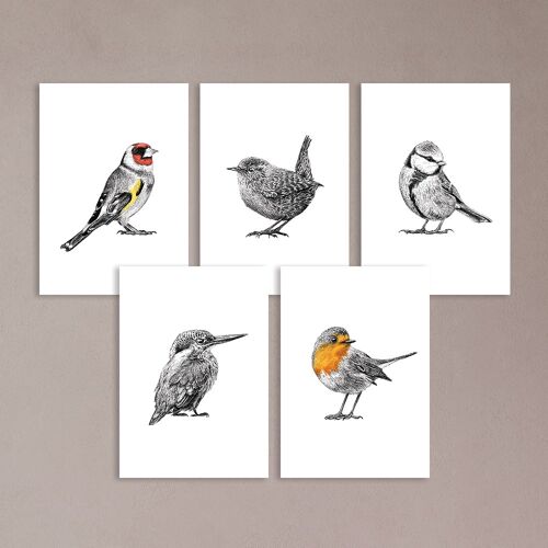 Bird prints - bird illustration - greeting cards