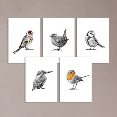 Stampe di uccelli - illustrazione di uccelli - biglietti d'auguri