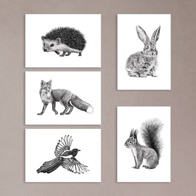 Gravures d'animaux de la forêt - illustrations d'animaux - cartes de vœux