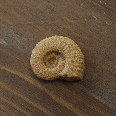 Brown ammonite sugar x300