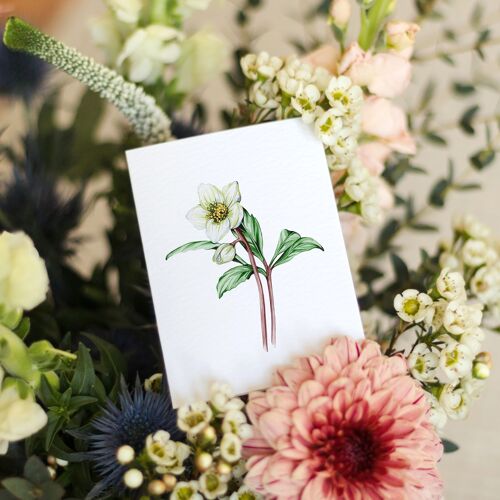 Mini Hellebore Watercolour Sustainable Greetings Card