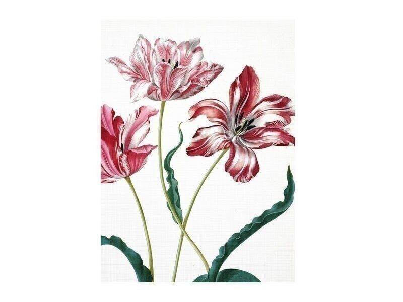 Cuaderno de bocetos de arte de tapa blanda, Merian, Tres tulipanes