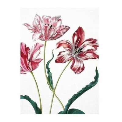 Cuaderno de bocetos de arte de tapa blanda, Merian, Tres tulipanes