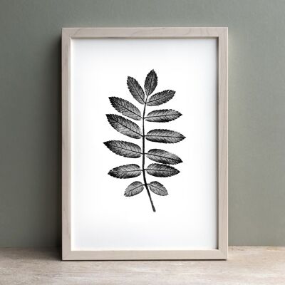 Rowan Leaf Monochrome Print | Botanical Wall Art A3