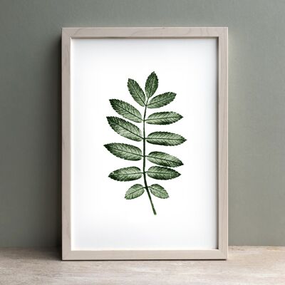 Rowan Leaf Monoprint Green | Botanical Wall Art A4