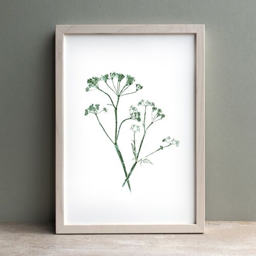 Cow Parsley Monoprint Green | Botanical Wall Art A4