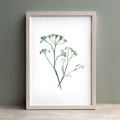 Cow Parsley Monoprint Green | Botanical Wall Art A3