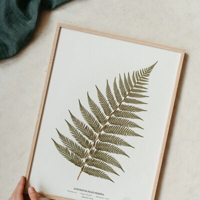 HERBARIUM DISCOVERY BOX WITH FRAME