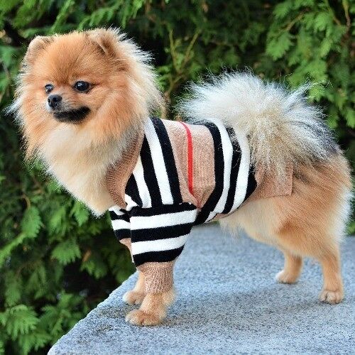 Stripe Designer Dog Cardigan