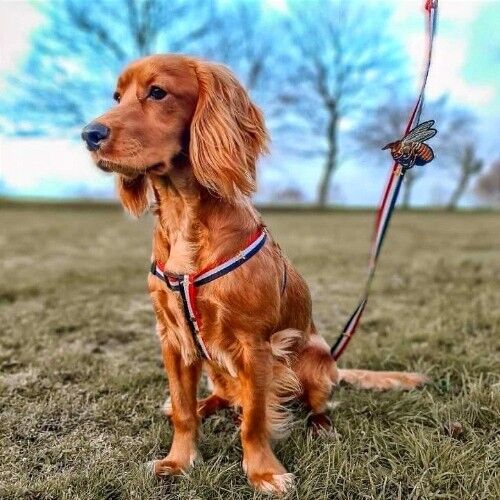 Set di imbracatura e guinzaglio per cani Honey Bunny Sailor's Man