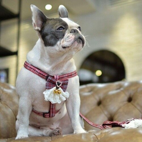 Set di imbracatura e guinzaglio per cani scozzese