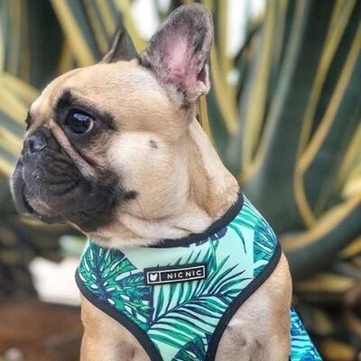 Set di imbracature e guinzagli per cani stampati - Tropical Dreams