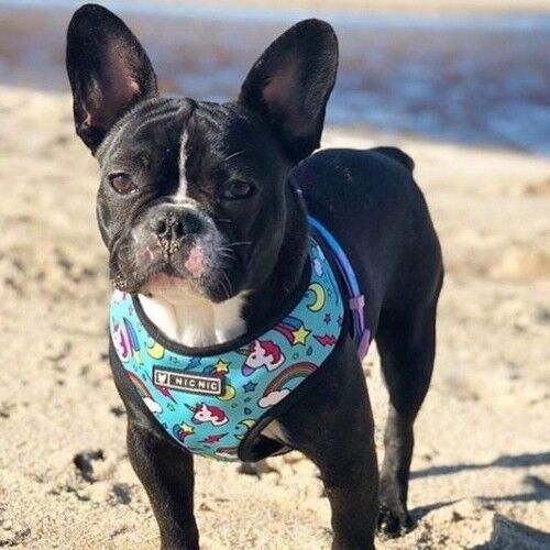 Set di imbracature e guinzagli per cani stampati - Unicorno blu