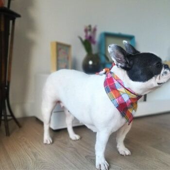 Écharpe Bandana Chien Chat Élégant - Jaune 2