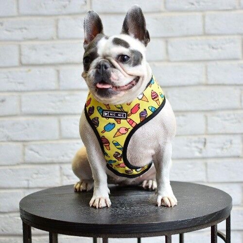Printed Dog Vest Harness & Leash Set - Ice Cream