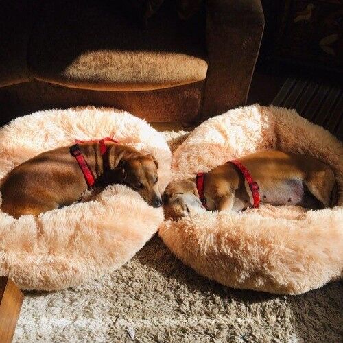 Luxury Soft Dog Donut Bed Cushion Superior Comfort - Abricot edium